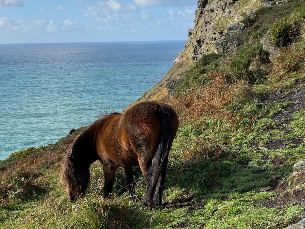 Polrunny Farm Blackberry Cottage - Cornwall Bliss In Sight Of The Sea Boscastle Exteriör bild