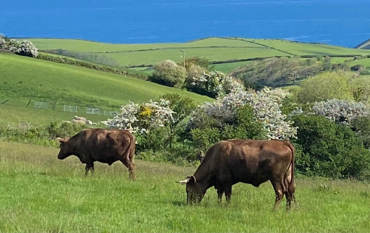 Polrunny Farm Blackberry Cottage - Cornwall Bliss In Sight Of The Sea Boscastle Exteriör bild